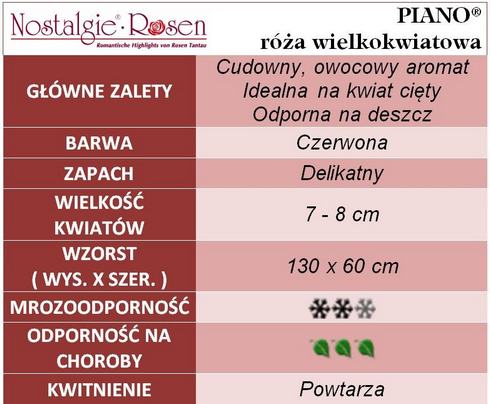 Piano róże wielkokwiatowe gł.zal.